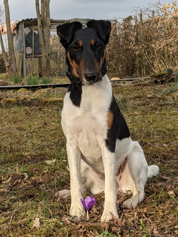 Nala
