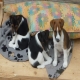 Anna`s 3-er Bande Yakira,Yasko und Yve.