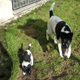 Cara und Klein Wito.