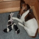 Anna`s Y-Nachwuchs, R�de Karlo v. den Felseng�rten.
