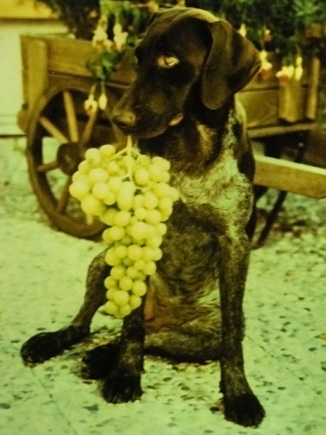 Erinnerungen an verstorbene Freunde