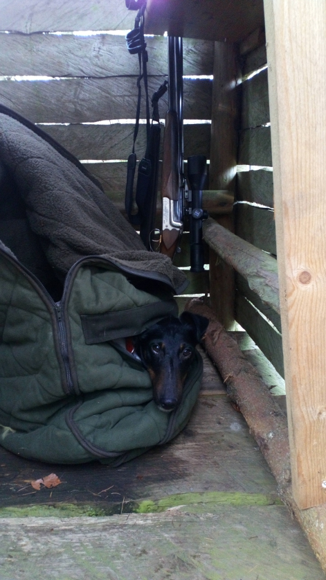 Eddi hat alles im Blick